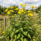8 Oz Jerusalem Artichoke Tubers, Raised Bed Vegetable Roots
