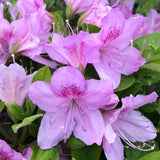 Purple Azalea Flower Plant, 5-10" Height