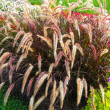 Set of 2 Red Fountain Grass Live Plants, 4–6 Inches Tall, No Pot, Ornamental Grass for Outdoor Planting