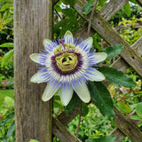 2 Blue Passion Flower Plants, Passiflora Flower Plant, 4-6 Inch Tall