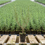 3 Blue Rosemary Plants Live, Rosemary Herb Plant, 4-7 Inch Tall