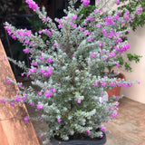 4 Purple Sage Live Plants, Salvia Plants, Outdoor Garden Plant, 4-6 Inch Tall