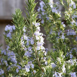 3 Blue Rosemary Plants Live, Starter Plant, 4-6 Inch Tall