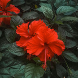 2 Cranberry Hibiscus Live Plants, Red Hibiscus Flower, 4-6 Inch Tall