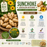 8 Oz Sunchoke Tubers, Sunchoke Roots for Planting