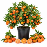 Orange Tangerine Live Tree, Hardy Garden Plant, 1 Gallon Pot