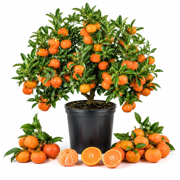 Orange Tangerine Live Tree, Hardy Garden Plant, 1 Gallon Pot