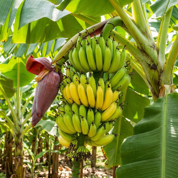 Grand Nain Banana Plant Live, Hardy Garden Plant, 4-6 Inch Tall