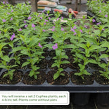 2 Deep Purple Cuphea Plants Live, Garden Plant, 4-6 Inch Tall