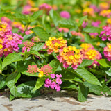2 Athens Rose Lantana Live Plants, Lantana Flower Plant, 4-7 Inch Tall