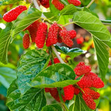 2 Red Mulberry Tree Live Plant, Edible Fruit, 6-8" Tall