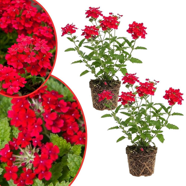 Set of 3 Live Red Verbena Plant 4-7 Inch Tall
