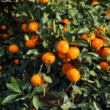 Grafted Orange Satsuma Tree Live Plant, 2-3 Ft Tall