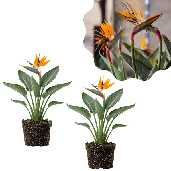 2 Orange Bird of Paradise Plants Live, Orange Flower, 4-6 Inch Tall