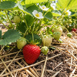 2 Sweet Strawberry Live Plants, Indoor Outdoor Plant, 4-6 Inch Tall