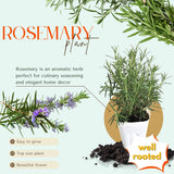 Rosemary Plant Live, Outdoor Garden Herb Plant, 4-6 Inch Tall