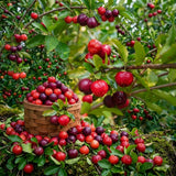 2 Barbados Cherry Fruit Trees Live Plants, Sweet Fruit Tree, 4-6 Inch Tall