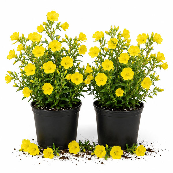 2 Random Primrose Live Plants, Vibrant Bloom Flower Plant, 3 Inch Pot