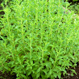 4 Stevia Live Plants, Home Garden Plant, 4-6 Inch Tall