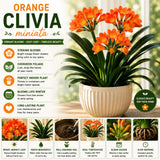 Orange Clivia Miniata Live Plant, Clivia Miniata Lily, 6 Inch Pot
