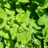 2 Apple Mint Live Plants, 4-5 Inch Tall