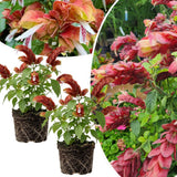 2 Red Shrimp Live Plants, Indoor Outdoor Plant, 4-7 Inch Tall