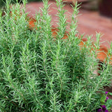 Set of 3 Rosemary Herb Plants Live 4-6 Inc Tall