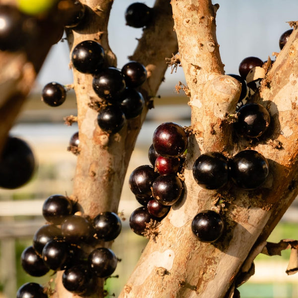 Black Jaboticaba Tree Plant Live, Live Starter Plant, 1 Ft Tall
