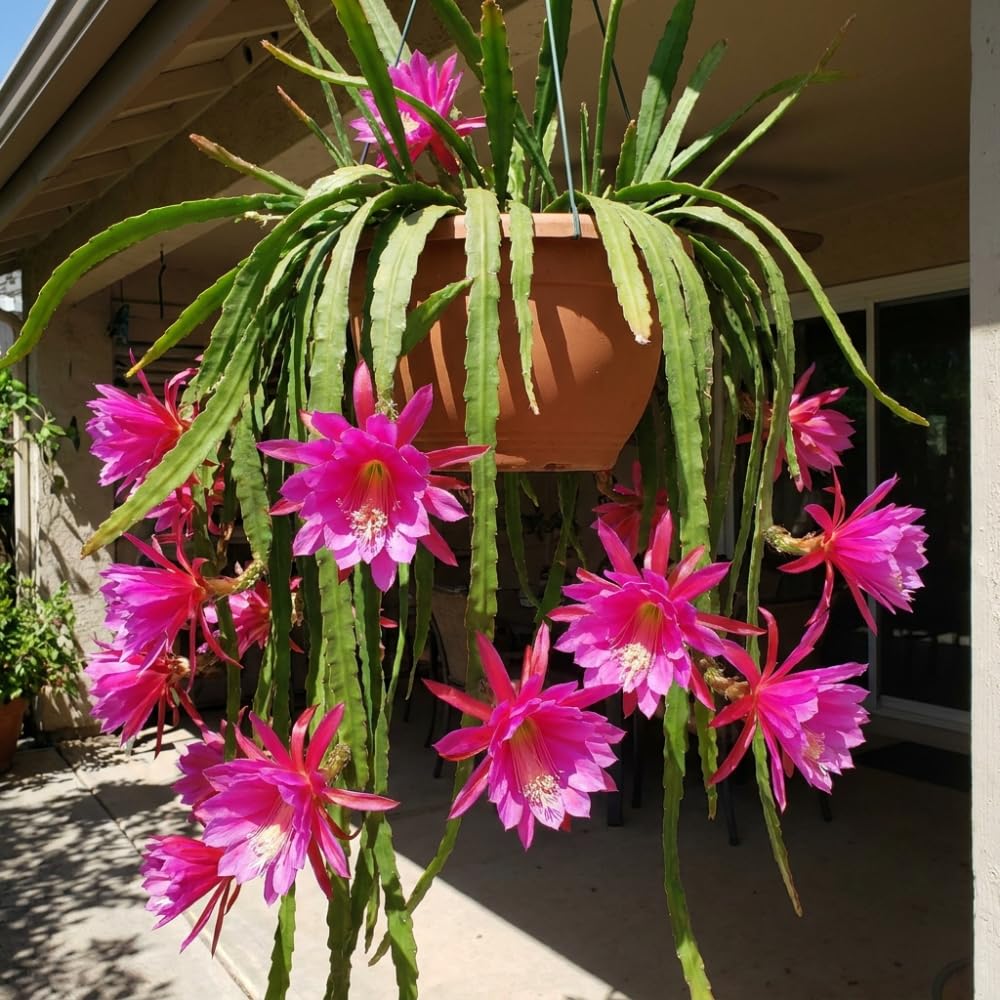 2 Pink Epiphyllum Orchid Cactus Live Plants, Well-Rooted Orchid Cactus