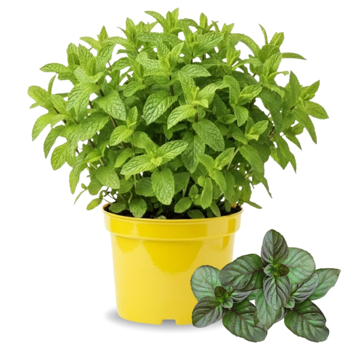 Orange Mint Live Plant, Indoor Outdoor Herb Plant, 3.5 Inch Pot