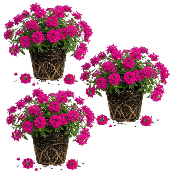 3 Pink Verbena Plants Live, Verbena Flower Plant, 4-6 Inch Tall
