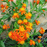2 Mexican Flame Vine Live Plants, 4–7" Tall