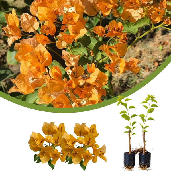 2 Gold Live Bougainvillea Plants, Patio Container Plant, 5-7 Inch Tall