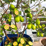 Pineapple Guava Tree Plant Live, Sweet Fruit Tree, 4-6 Inch Tall
