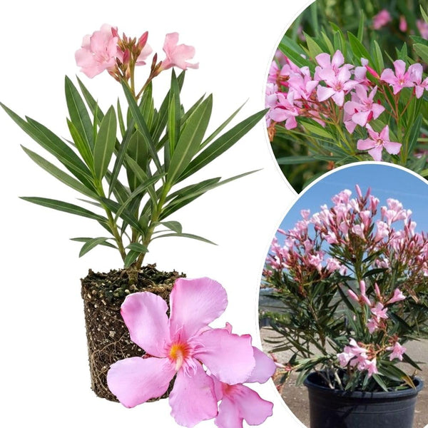 Pink Oleander Live Plant 4-6 Inches Tall