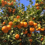 Red Blood Orange Live Citrus Tree, 24–30 Inch Tall