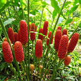 5 Red Ginger Live Roots, Culinary Herb Plant