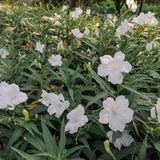 6 Dwarf White Mexican Petunia Live Plants, Live Starter Plant, 4-6 Inch Tall