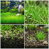 100 Aquarium Seeds, Aquarium Live Plants, Patio Container Plant