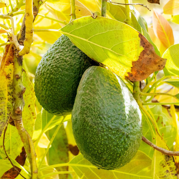 HASS Avocado Tree Plant Live, Nursery Grown Tree, 5-7 Inch Tall