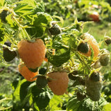 2 Yellow Live Raspberry Plants, Home Garden Plant, 4-6 Inch Tall