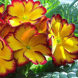 2 Random Primrose Live Plants, Perennial Flower Plant, 3-5 Inch Tall