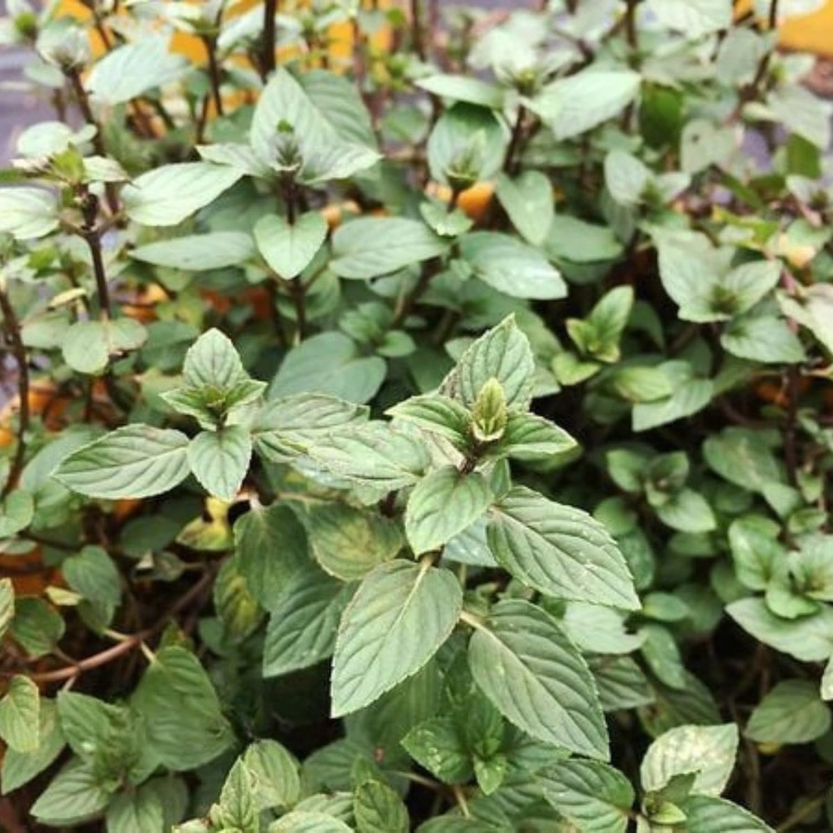 2 Chocolate Mint Plants Live, 4-5 Inch Tall