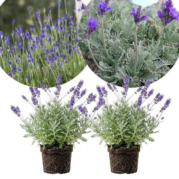 2 Provence Lavender Plants Live, Herb Plant, 4-6 Inch Tall