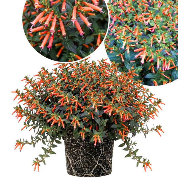 2 Orange Yellow Cuphea Live Plants, 4-6 Inch Tall