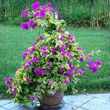 2 Variegated Bougainvillea Live Plants, Garden Vine, 4-7 Inch Tall