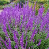 4 Purple Salvia Sage Bushes Live Plants, Bloom Plant, 4-6 Inch Tall