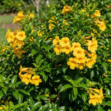 2 Yellow Live Allamanda Plants, Garden Plant