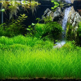 100 Aquarium Seeds Plants Live, Patio Container Plant