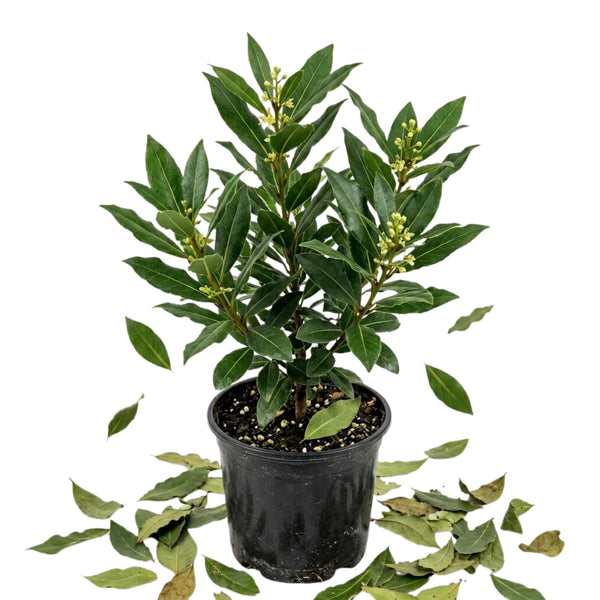 Bay Leaf Plant, Bay Laurus Nobilis Plant Live, 8-10 Inch Tall